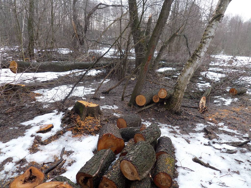 Жителя Порецкого округа оштрафовали за незаконную рубку деревьев