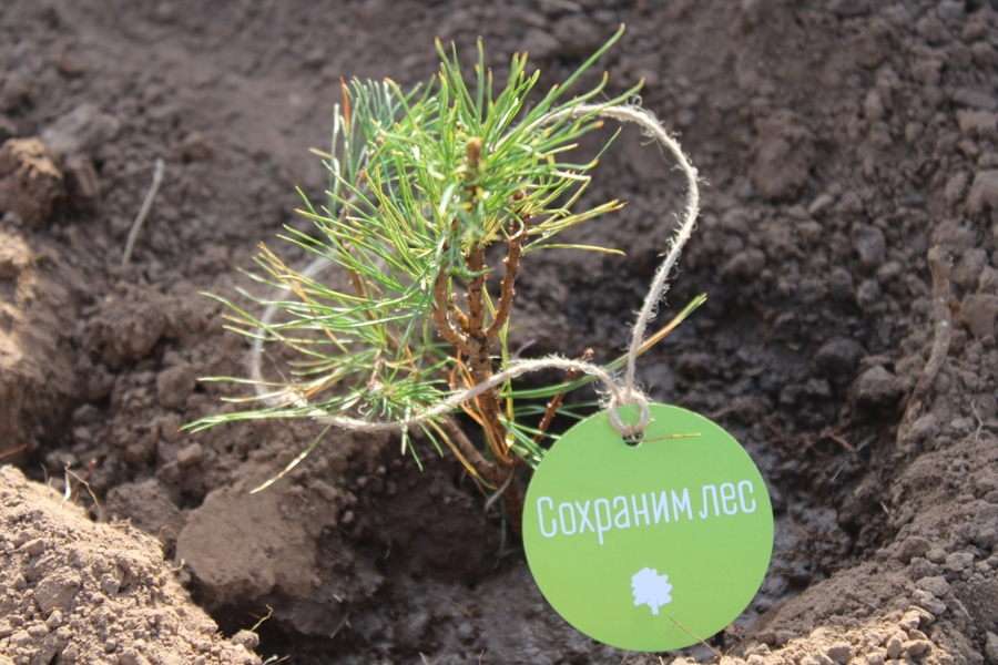 В Чувашии в рамках акции «Сохраним лес» высадили более 60 тысяч деревьев