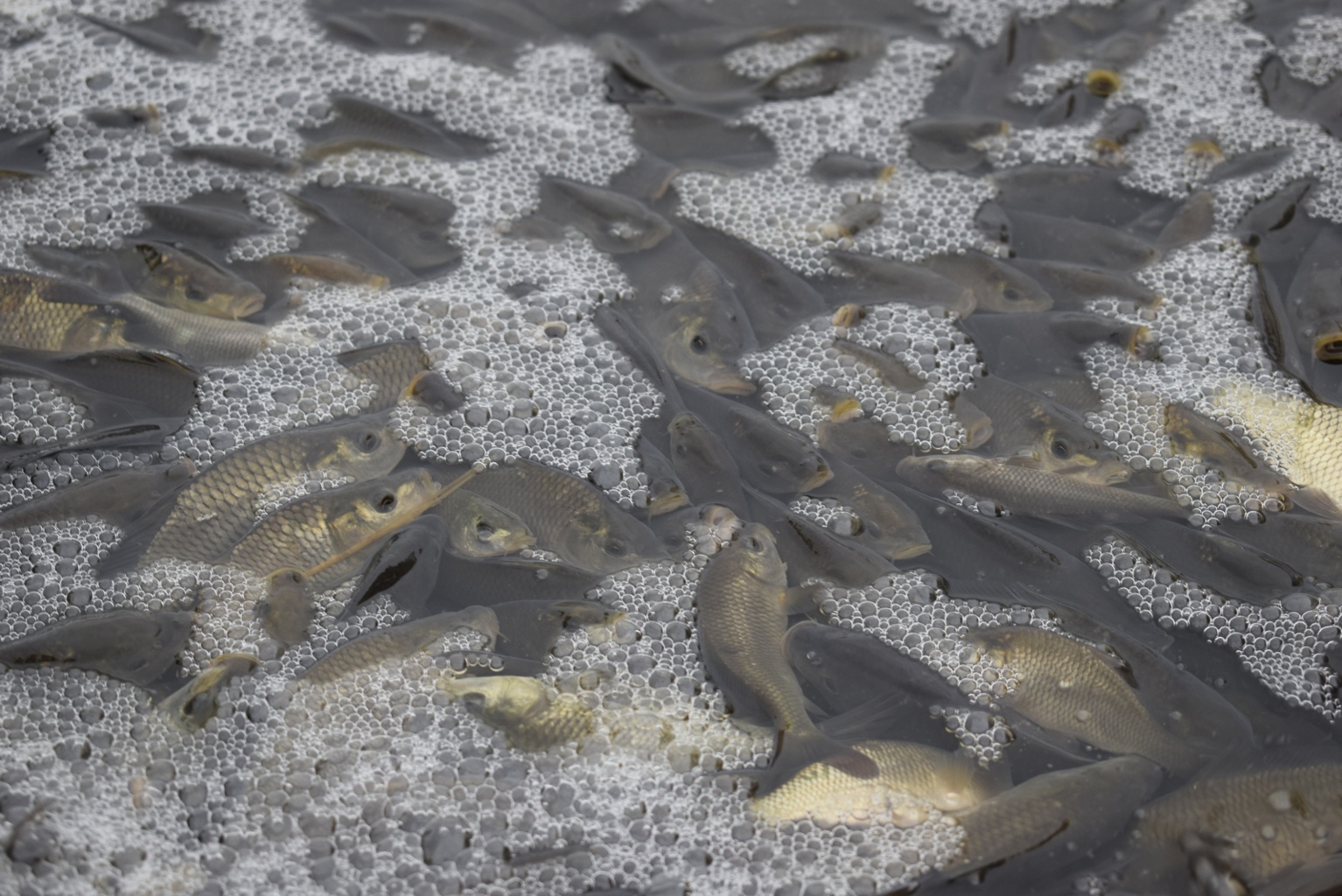 Более 230 тысяч мальков сазана выпустят в Волгу