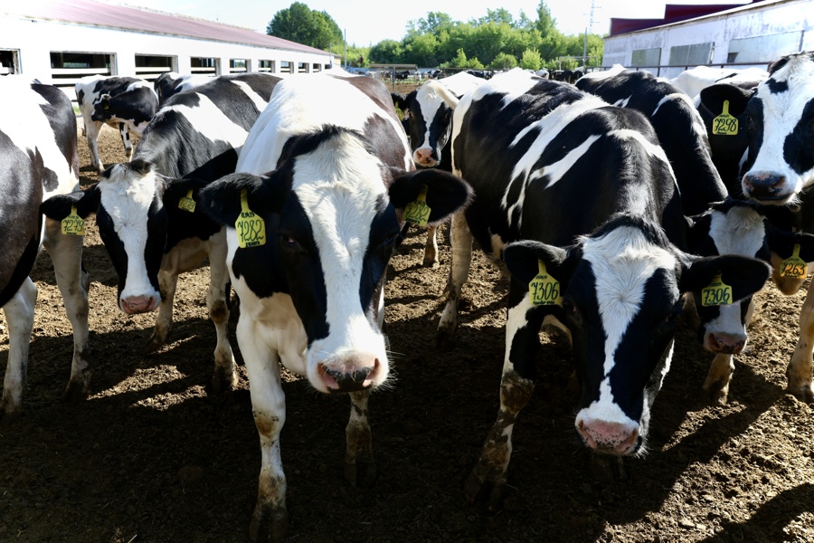 В Чувашии за 9 месяцев выросли надои молока
