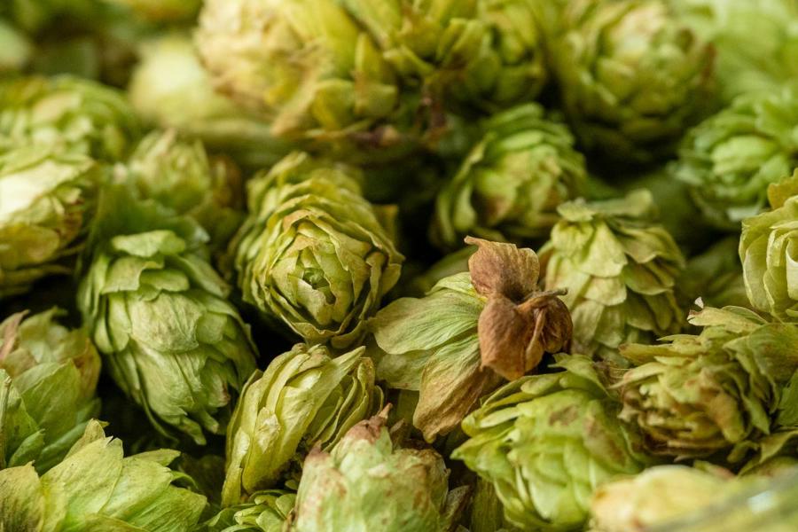 Урожайность хмеля в Чувашии увеличилась на 11,7%