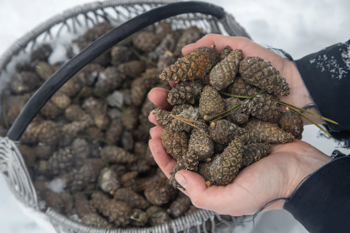 Лесоводы Чувашии перевыполнили план по заготовке семян лесных растений