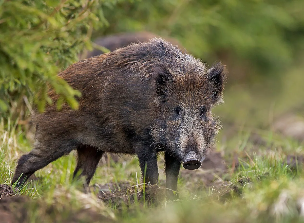 В Чувашии участились ДТП с дикими животными