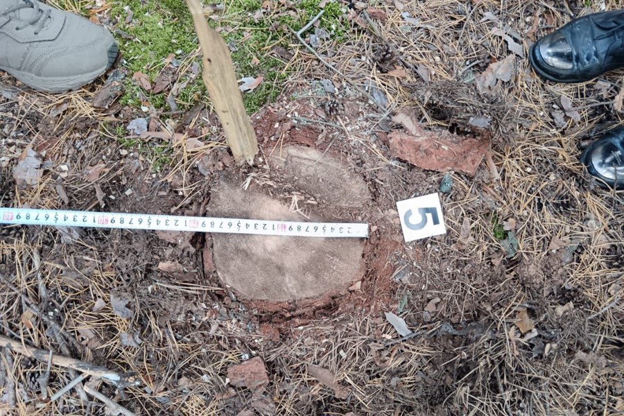 В Шемуршинском округе выявлена незаконная рубка лесных насаждений